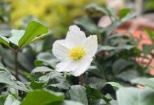 Learning from the Garden: A Lifetime Reflection