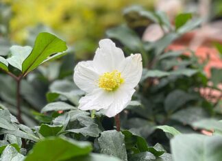 Learning from the Garden: A Lifetime Reflection