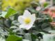 Learning from the Garden: A Lifetime Reflection