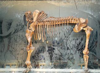 Ice Age Foundation makes progress towards Tualatin-based Interpretive Center