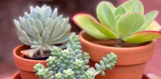 New Year – New House – New Plants