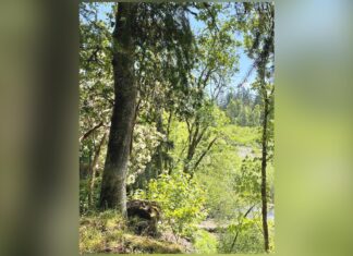 Basalt Creek Parks Plan the centerpiece of future Tualatin development district Basalt Creek area.