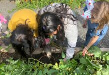 Bridgeport Elementary Community Garden