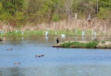 Tualatin CIO President’s Report: June 2023 Hedges Creek Preserve in Tualatin.