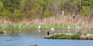 City of Tualatin awards Climate Action Plan contract Hedges Creek Preserve in Tualatin.