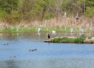 Tualatin CIO President’s Report: June 2023 Hedges Creek Preserve in Tualatin.