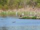 Tualatin CIO President’s Report: June 2022 Hedges Creek Preserve in Tualatin.