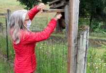 Prescott Bluebird Recovery Project Seeks Volunteers