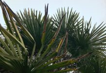 The Perfect Plant for a Plant Person