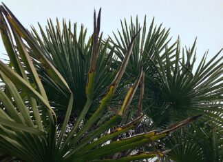 The Perfect Plant for a Plant Person