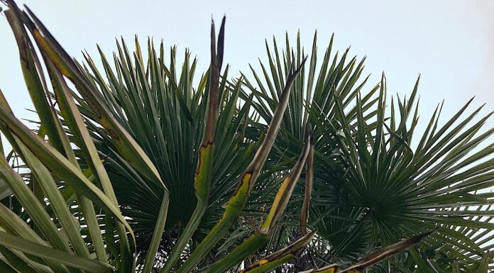 The Perfect Plant for a Plant Person