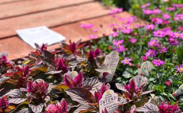 From Point A to Plan B