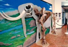 National Park Visitor Center and Ice Age Floods Film debut at Tualatin Library The Tualatin Mastodon at the Tualatin Library, circa 1995.