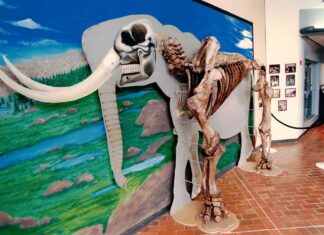 National Park Visitor Center and Ice Age Floods Film debut at Tualatin Library The Tualatin Mastodon at the Tualatin Library, circa 1995.