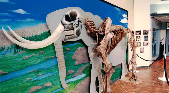 National Park Visitor Center and Ice Age Floods Film debut at Tualatin Library The Tualatin Mastodon at the Tualatin Library, circa 1995.