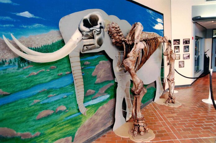 The Tualatin Mastodon at the Tualatin Library, circa 1995.