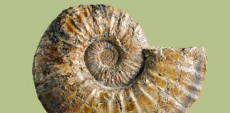 Free Fossil Fest at the Heritage Center