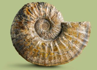 Free Fossil Fest at the Heritage Center