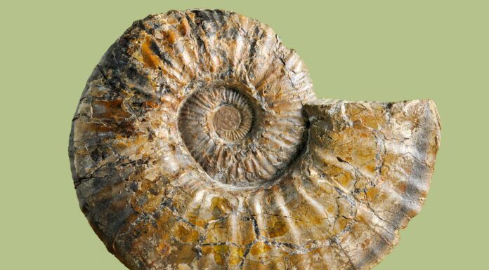 Free Fossil Fest at the Heritage Center