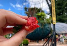 The Fruits of Summer’s Labor