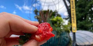 The Fruits of Summer’s Labor