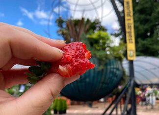 The Fruits of Summer’s Labor