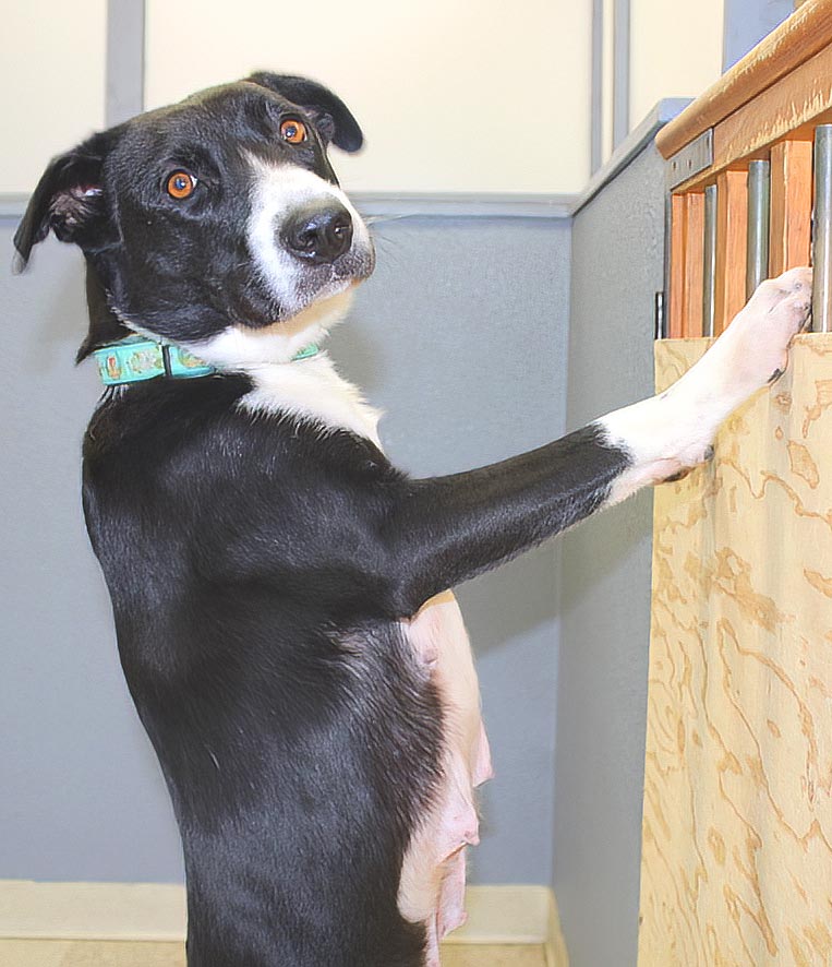 Lucky Dogs find new Homes through Oregon Dog Rescue - Tualatin Life