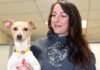 Lucky Dogs find new Homes through Oregon Dog Rescue