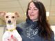 Lucky Dogs find new Homes through Oregon Dog Rescue