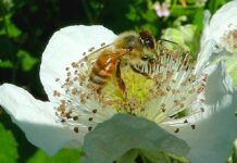 Winona Grange Hosts Seeds and Bees Fair