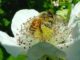 Winona Grange Hosts Seeds and Bees Fair