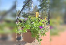 Movies, Plants, Action!