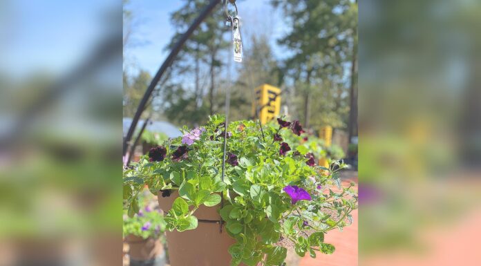 Movies, Plants, Action!