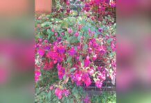 Life With a Fuchsia Basket