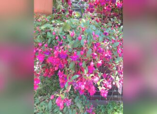 Life With a Fuchsia Basket