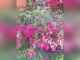 Life With a Fuchsia Basket