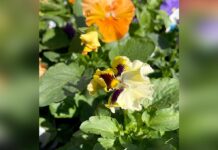 A Timely Fall Season