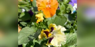 A Timely Fall Season