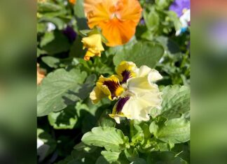 A Timely Fall Season