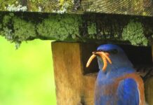 Prescott Bluebird Recovery Project Seeks Volunteers