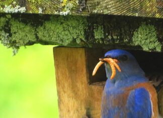 Prescott Bluebird Recovery Project Seeks Volunteers