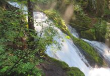 Pacific Northwest comes beautifully into Focus in Kid Poet’s Collection