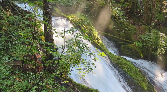 Pacific Northwest comes beautifully into Focus in Kid Poet’s Collection