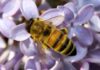 Tualatin’s Winona Grange Hosts Seeds & Bees Fair April 27