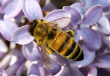 Tualatin’s Winona Grange Hosts Seeds & Bees Fair April 27