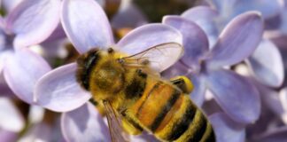 Tualatin’s Winona Grange Hosts Seeds & Bees Fair April 25