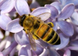 Tualatin’s Winona Grange Hosts Seeds & Bees Fair April 27
