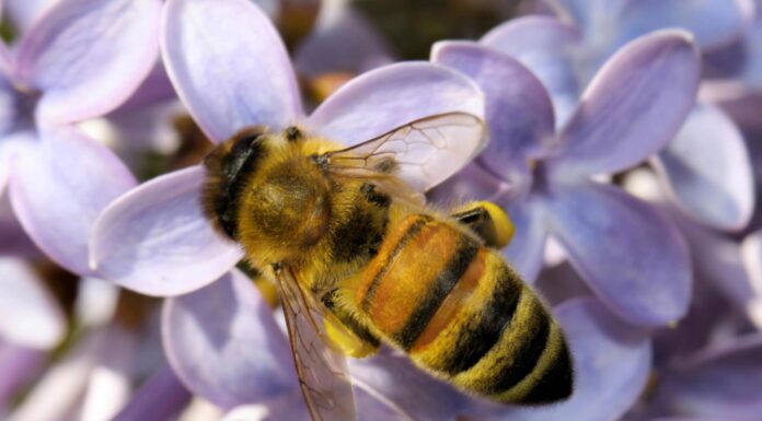 Tualatin’s Winona Grange Hosts Seeds & Bees Fair April 25