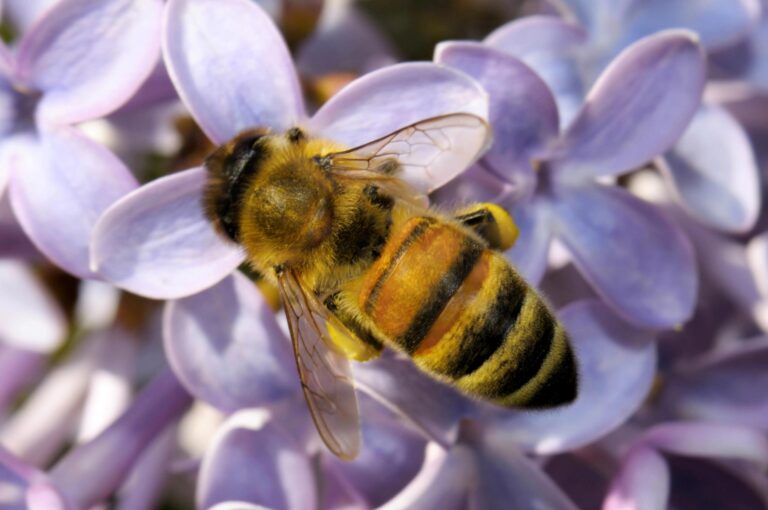 Tualatin’s Winona Grange Hosts Seeds & Bees Fair April 27