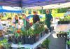 Tigard Garden Club’s Annual Plant Sale Returns